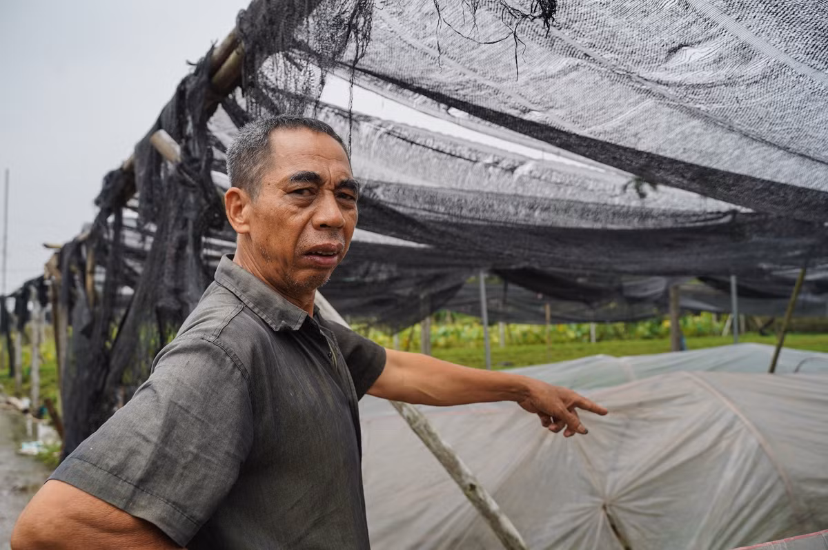Ông Lê Văn Thắng, người trồng hoa cúc lâu năm ở làng Tây Tựu cho biết, từ đêm hôm qua, ông đã túc trực để hút nước ra khỏi vườn. "Giờ chỉ còn cách thu hoạch sớm chứ không hoa chết hết", ông Thắng nói thêm.