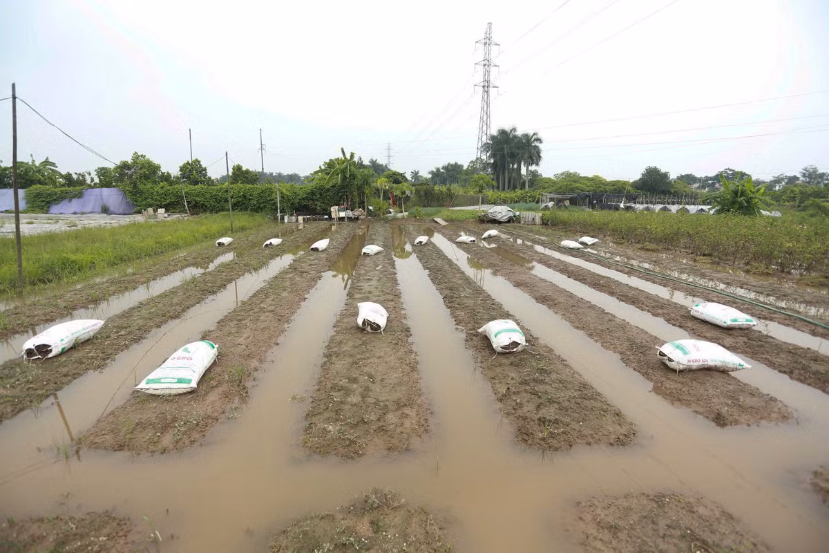 Người dân Tây Tựu chia sẻ, địa hình làng hoa khá thấp, cộng thêm tình trạng mưa bất thường những năm gần đây khiến việc trồng hoa gặp nhiều khó khăn.