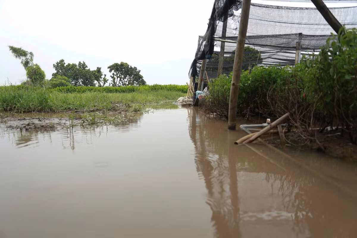 Người dân Tây Tựu chia sẻ, địa hình làng hoa khá thấp, cộng thêm tình trạng mưa bất thường những năm gần đây khiến việc trồng hoa gặp nhiều khó khăn.