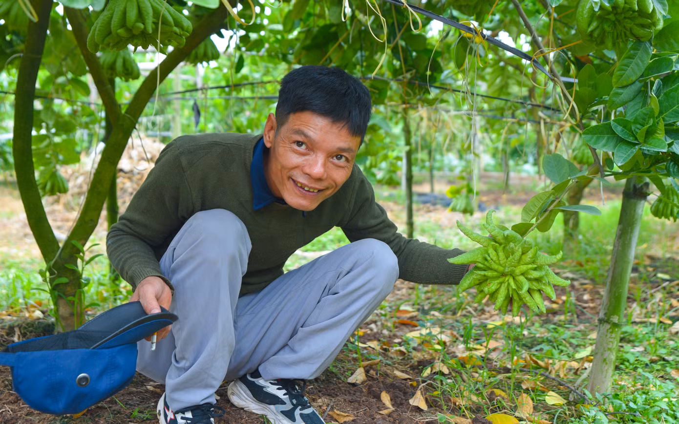 Nguyễn Văn Khải - chủ vườn rộng gần 1 mẫu trồng phật thủ tự hào khoe quả đẹp, "bàn tay" nhiều ngón, theo anh, quả này tầm 2 tháng nữa sẽ phải bán được cả triệu đồng. Anh phấn khởi vì thời tiết thuận lợi, hứa hẹn một năm có thu nhập cao.