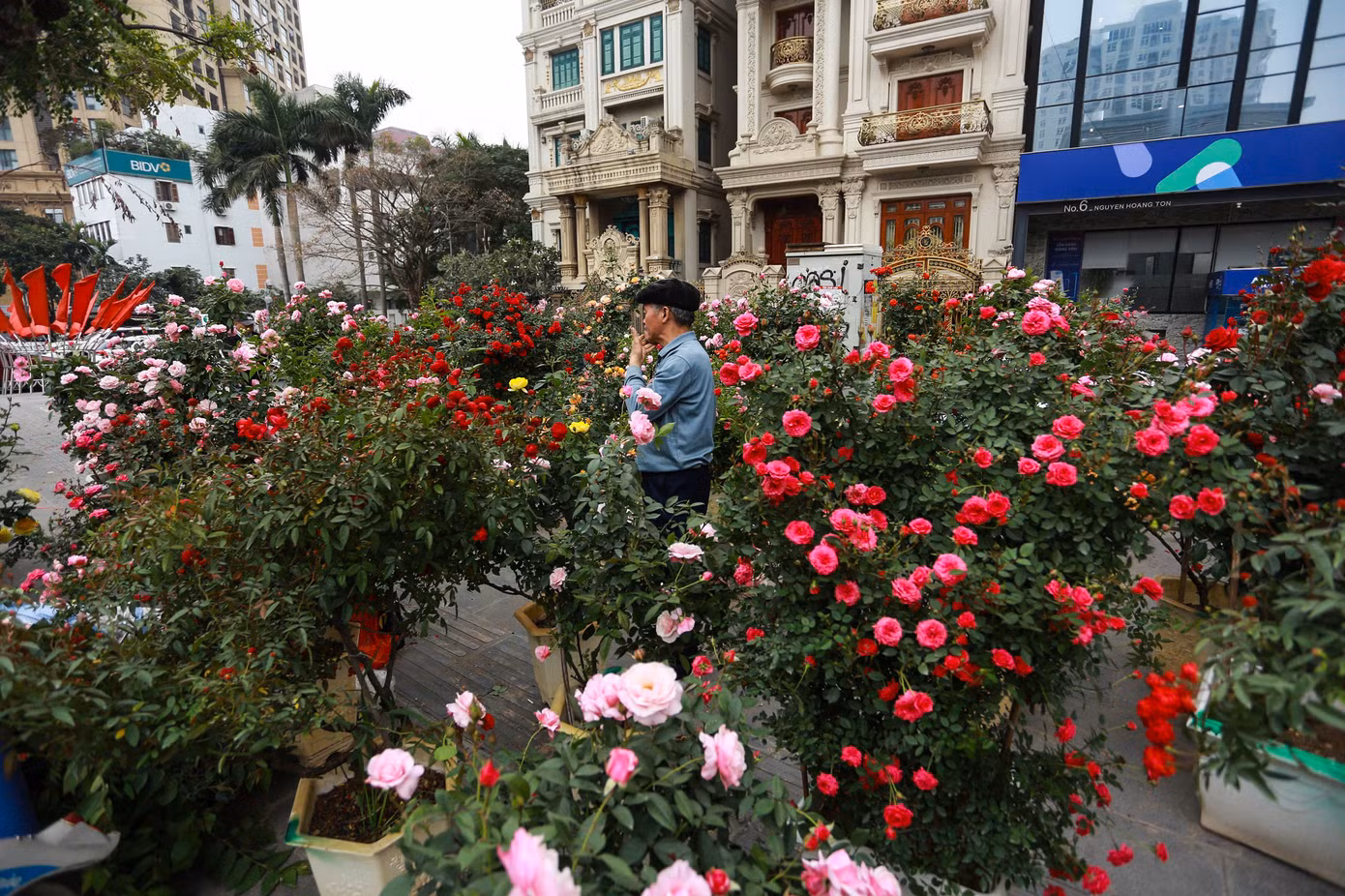 Anh Lò Văn Dũng (làng hoa Mê Linh) cho biết: "Thị trường năm nay kinh tế khó khăn nên tôi chỉ bày bán các chậu hoa hồng từ dưới 5 triệu đồng. Giá hoa hồng năm nay cũng tăng nhẹ".