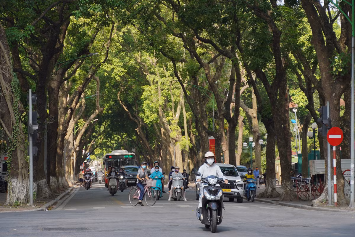 Sau khi bão đi qua, các cây bị gãy đổ đã được dọn sạch và cắt tỉa lại. Màu xanh và vẻ đẹp cổ kính của con phố này được 'hồi sinh'.