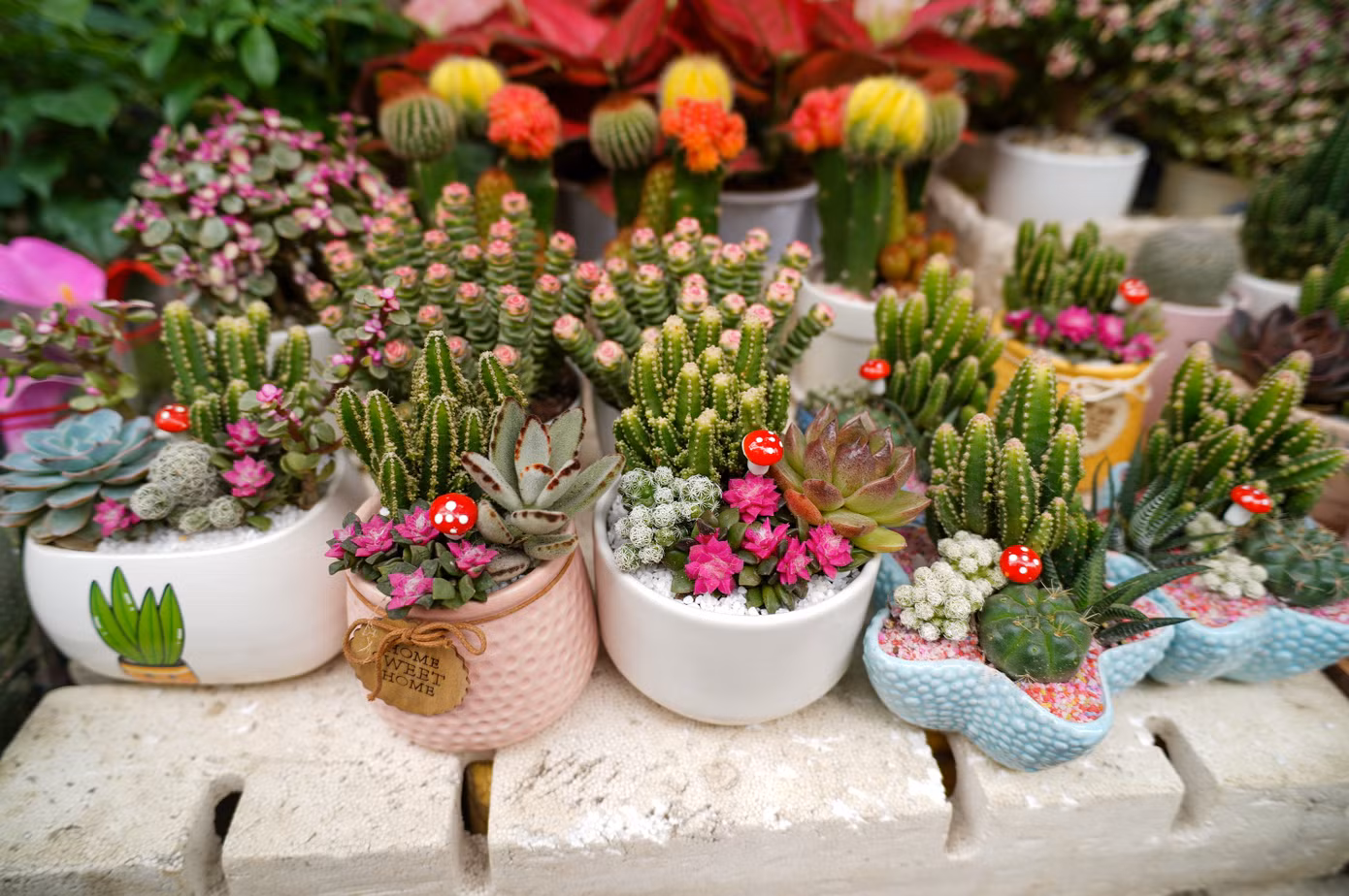 Các chậu cây cảnh mini, sen đá... với đủ chủng loại cũng được nhiều người lựa chọn tặng dịp 14/2.
