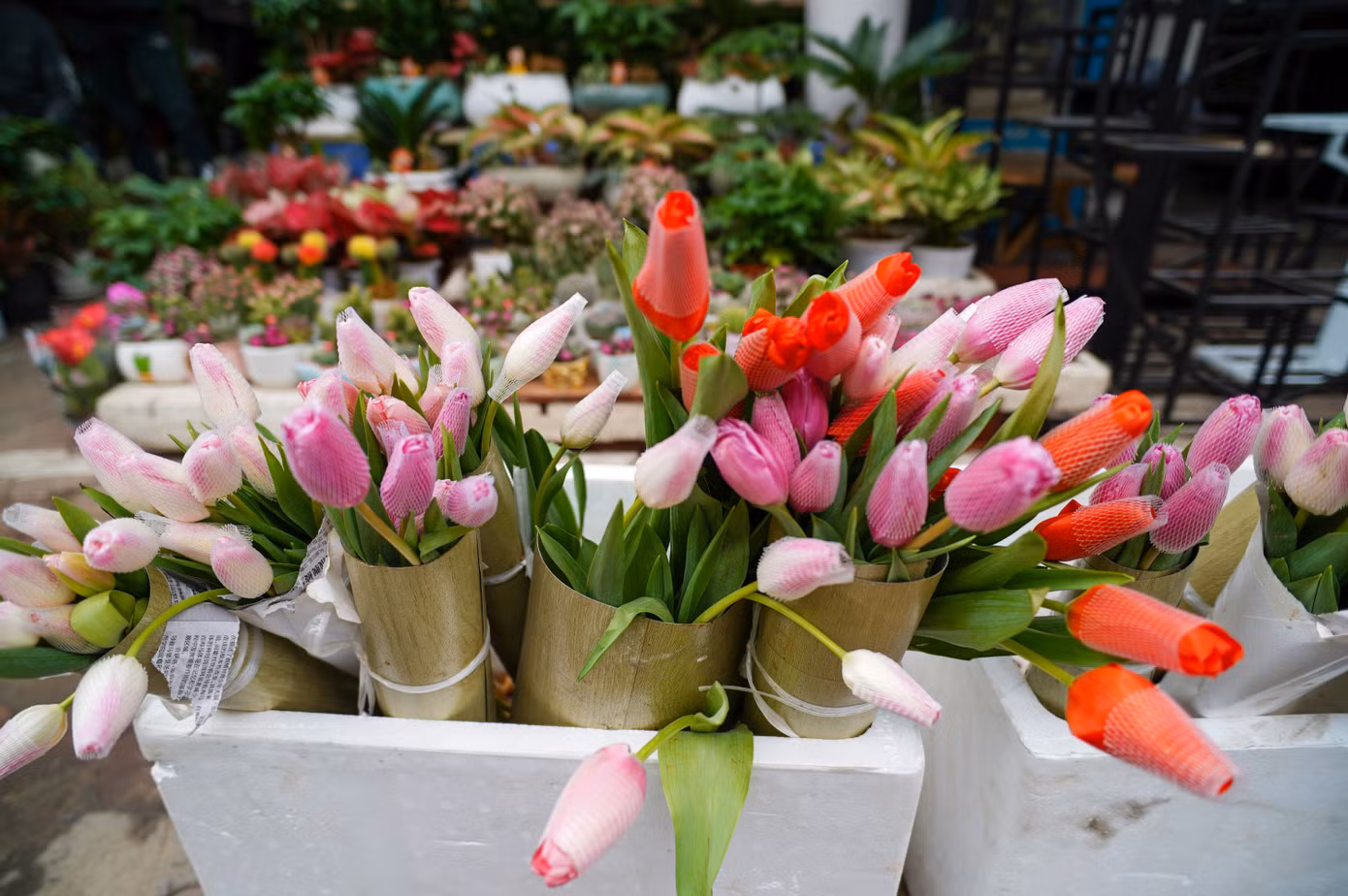 Không chỉ hoa sáp hay hoa hồng, năm nay hoa tulip trồng trong chậu trở thành xu hướng được giới trẻ yêu thích, giá từ 25.000 - 30.000 đồng/bông. Tại nhiều cửa hàng, không ít bạn nam xếp hàng dài để lựa chọn loài hoa đặc biệt này.