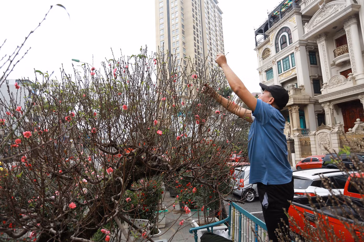 ''Tình hình buôn bán đến hiện tại rất ế ẩm, chưa thấy khách mấy. Đào chủ yếu được các công ty, doanh nghiệp thuê để trưng Tết'', một tiểu thương chia sẻ.