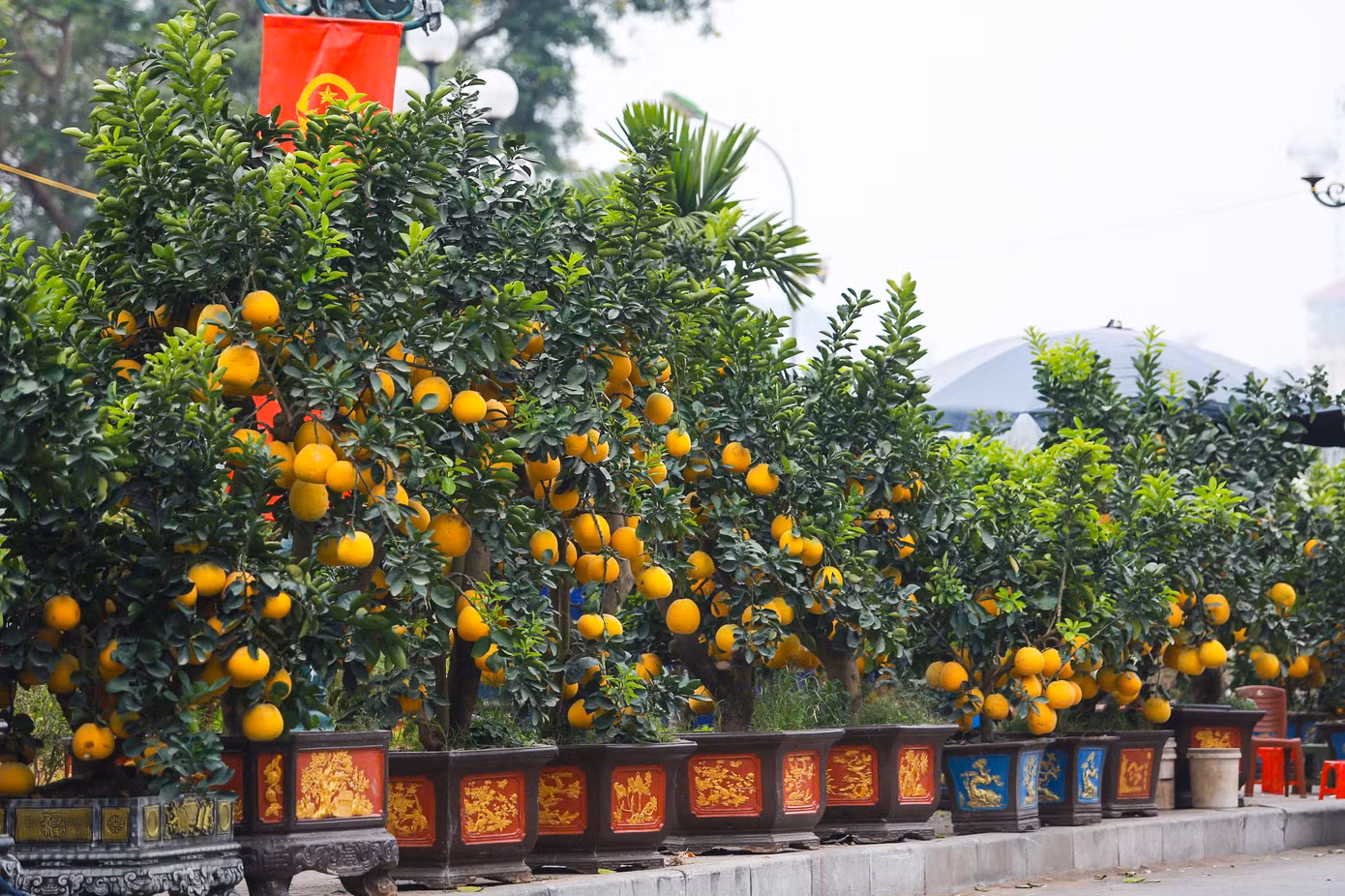 Hàng chục cây bưởi Diễn bonsai sai trĩu cành được bày bán sớm trên vỉa hè đường Lạc Long Quân phục vụ khách chơi Tết Ất Tỵ 2025, có cây lên đến 70 triệu đồng.
