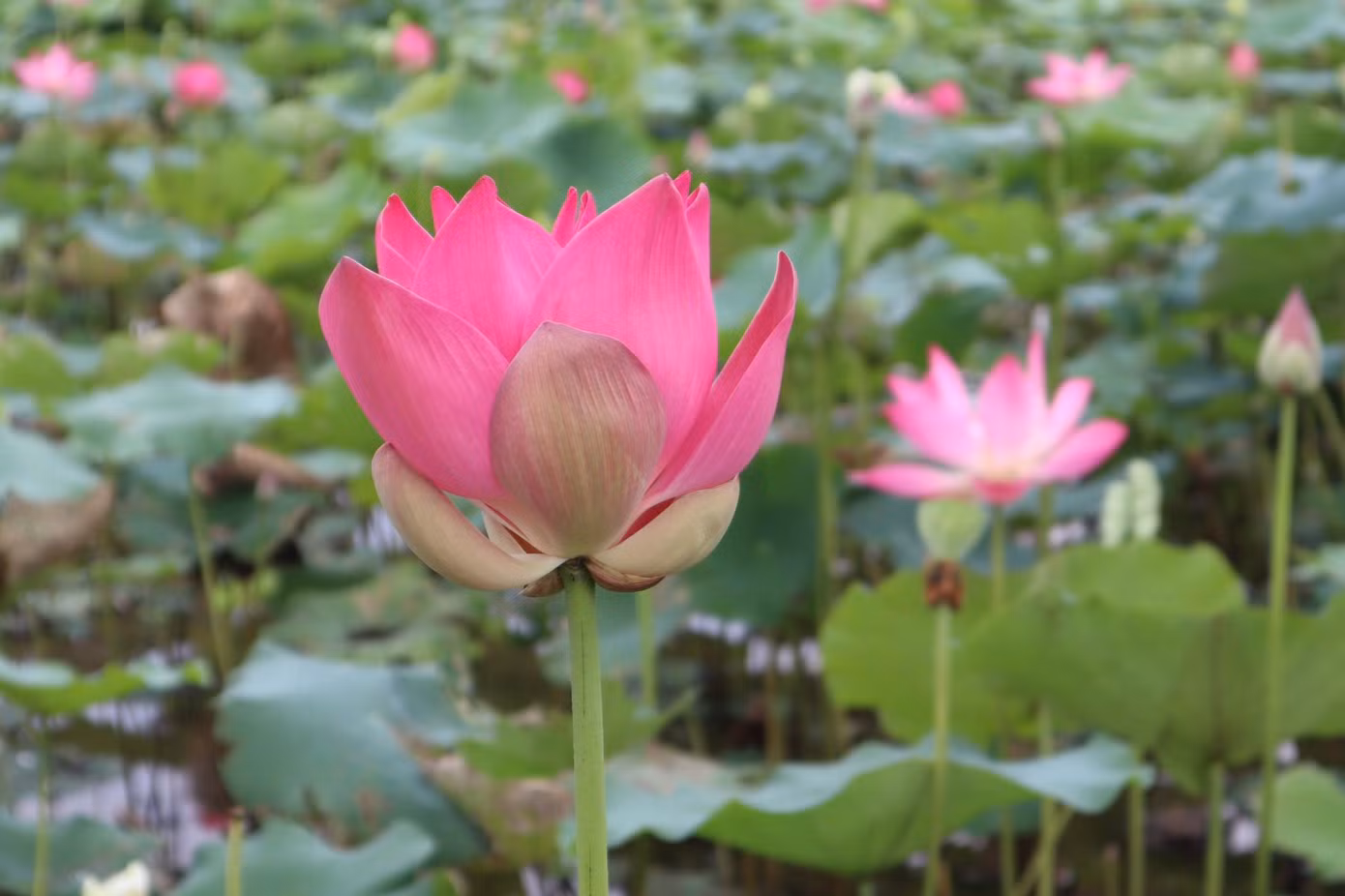 Ngoài giống sen thuần chủng vốn có từ lâu đời ở Kim Liên, hiện hợp tác xã Sen quê Bác đã đưa nhiều giống sen tốt ở các địa phương khác về trồng, tạo sự đa dạng của các loại sen trên quê Bác.