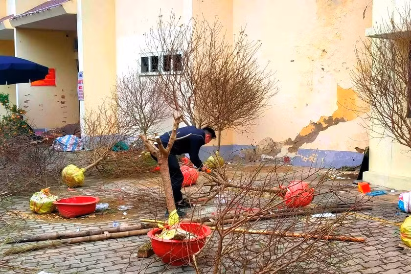 Tại khu vực bán đào Tết xung quanh Thành cổ Vinh và sân bóng đá Vinh, một số gốc đào đã bị chặt toàn bộ cành lá, nằm lăn lóc dưới nền hoặc chất thành từng đống.