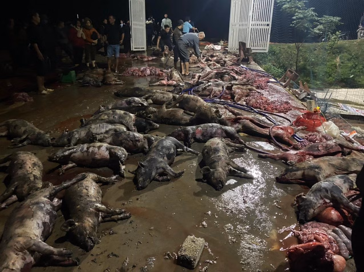 Ngay trong đêm người dân đã tới hỗ trợ chủ trang trại khắc phục hậu quả