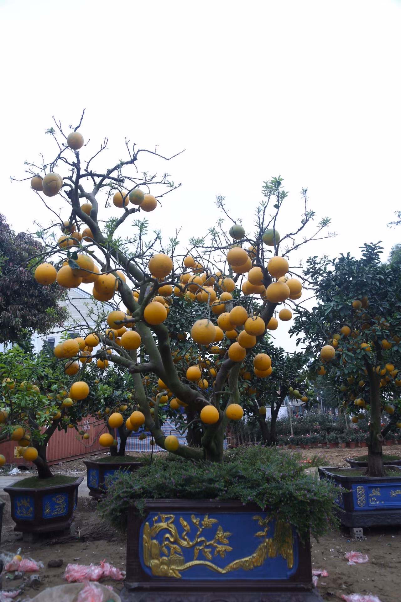 Cây bưởi Diễn được đặt trong một chậu đá lớn, trang trí tiểu cảnh xung quanh gốc để tăng thêm sự hấp dẫn.