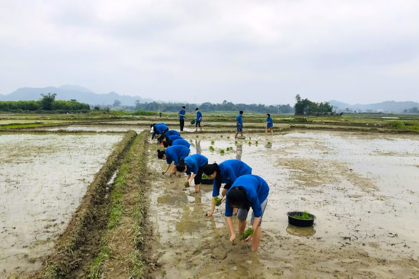 Những ngày này, trong màu áo xanh tình nguyện, hơn 40 học sinh lớp 11C2 trường THPT Quỳ Hợp 3, huyện Quỳ Hợp, Nghệ An đã xuống đồng cấy lúa giúp các gia đình chính sách, hoàn cảnh khó khăn.