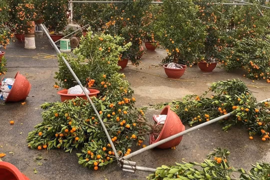 Mưa lớn kèm gió thổi mạnh khiến nhiều đào, quất đổ rạp, hư hỏng.