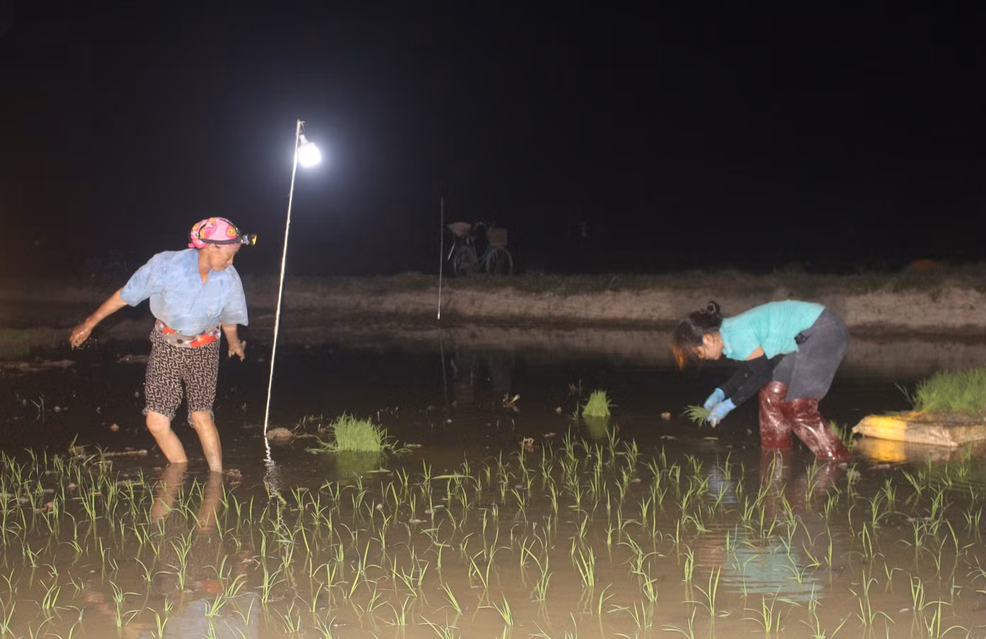 Mùa cấy lúa vụ hè thu đang diễn ra giữa những ngày nắng nóng gay gắt. Để thích hợp với điều kiện thời tiết khắc nghiệt, bà con nông dân huyện Yên Thành, tỉnh Nghệ An chuyển sang làm đêm. Đêm trên ruộng mùa cấy sáng lấp lánh ánh đèn.