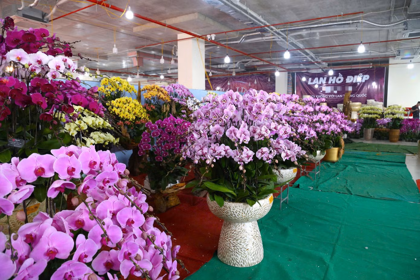 Thời điểm này, nhiều cơ sở kinh doanh lan hồ điệp ở Nghệ An đã nhộn nhịp lên chậu để phục vụ thị trường hoa Tết. Hiện, nhiều người đã mua lan về chưng Tết, làm quà tặng nên phần lớn các cơ sở đều phải hoạt động cả ngày lẫn đêm để phục vụ khách hàng.