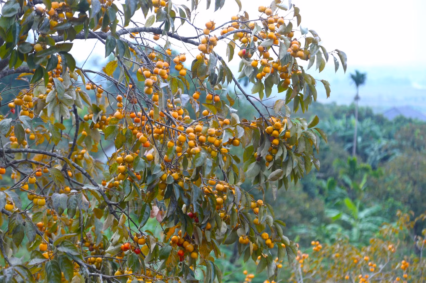 Thời điểm này, hồng đang vào chính vụ thu hoạch, chín đỏ rực, tạo nên khung cảnh tuyệt đẹp. Tuy nhiên, không tấp nập cảnh thương lái đến thu mua như những năm trước.