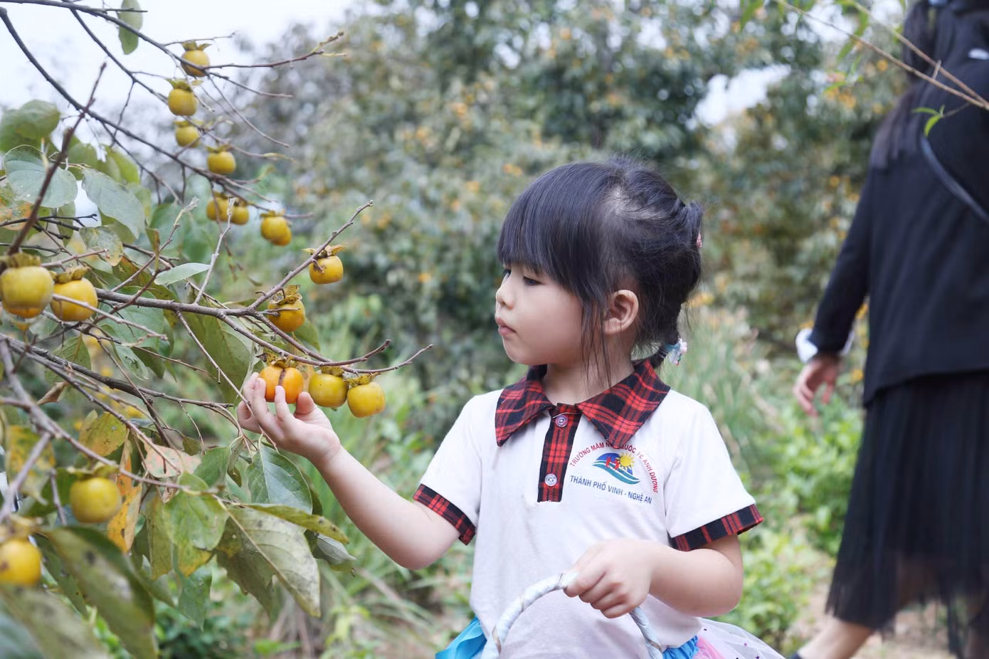 Cô Nguyễn Thị Ánh Mai chia sẻ: “Hàng năm, nhà trường đều tổ chức cho các cháu đi dã ngoại để tăng các kỹ năng sống. Năm nay, đúng vào dịp 20/10, nhà trường tổ chức cho khoảng 70 cháu đi tham gia trải nghiệm tại vườn hồng. Khi đặt chân tới đây, các cháu rất thích thú”.