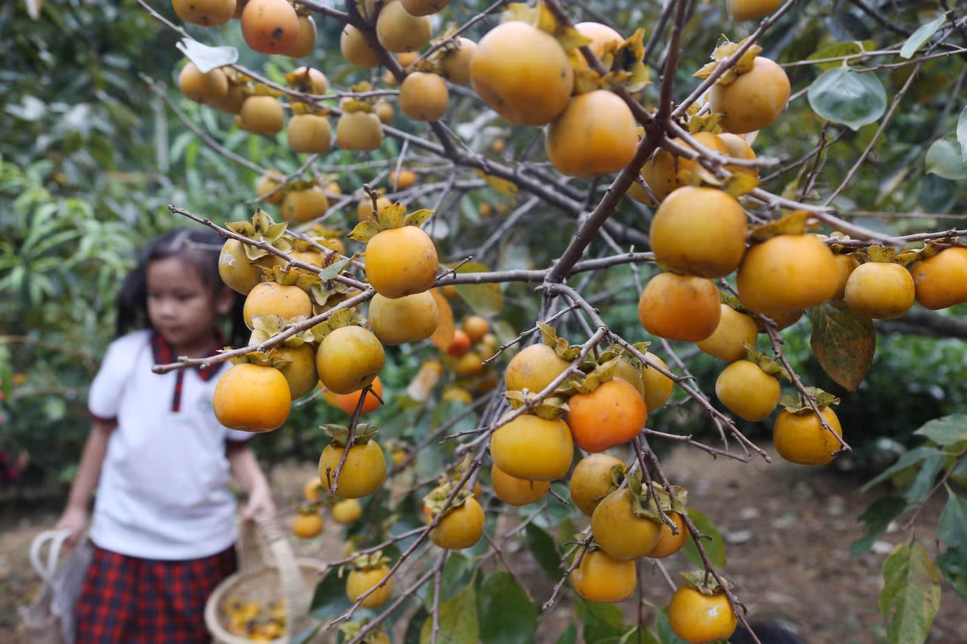 Những cành hồng sum suê trái