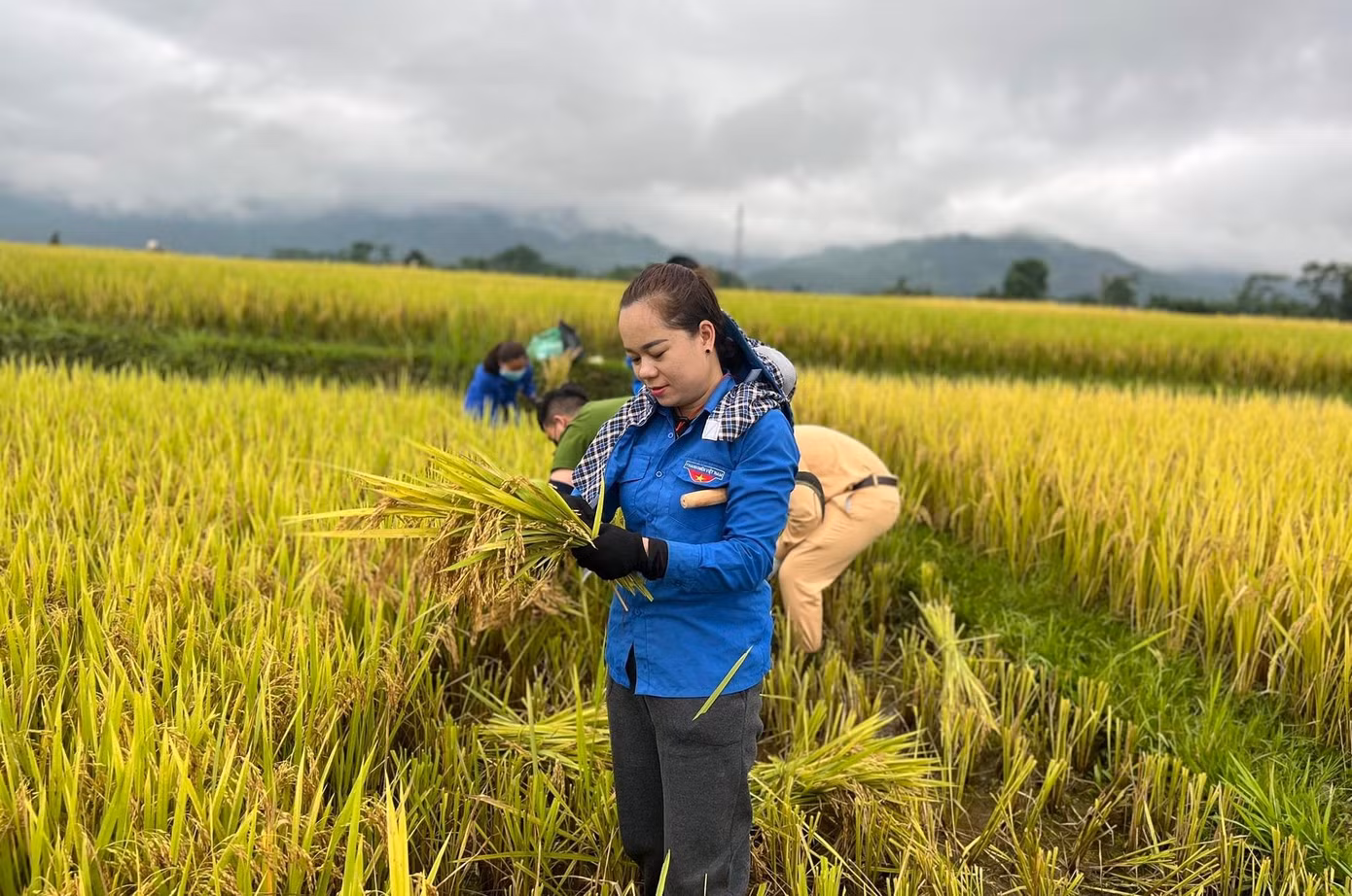 Chị Lô Thị Thúy Hà – Bí thư đoàn xã Mường Nọc cho biết: “Do địa hình thấp trũng, gần sông, suối nên sau mưa, lúa của người dân ngập sâu trong nước. Đây là vụ sản xuất chính trong năm của người dân, lương thực của cả năm trông chờ vào vụ xuân này. Tranh thủ thời tiết tạnh ráo, nước trên cánh đồng đã rút bớt, lực lượng đoàn viên thanh niên xuống đồng giúp dân gặt lúa với tinh thần xung kích của tuổi trẻ”.