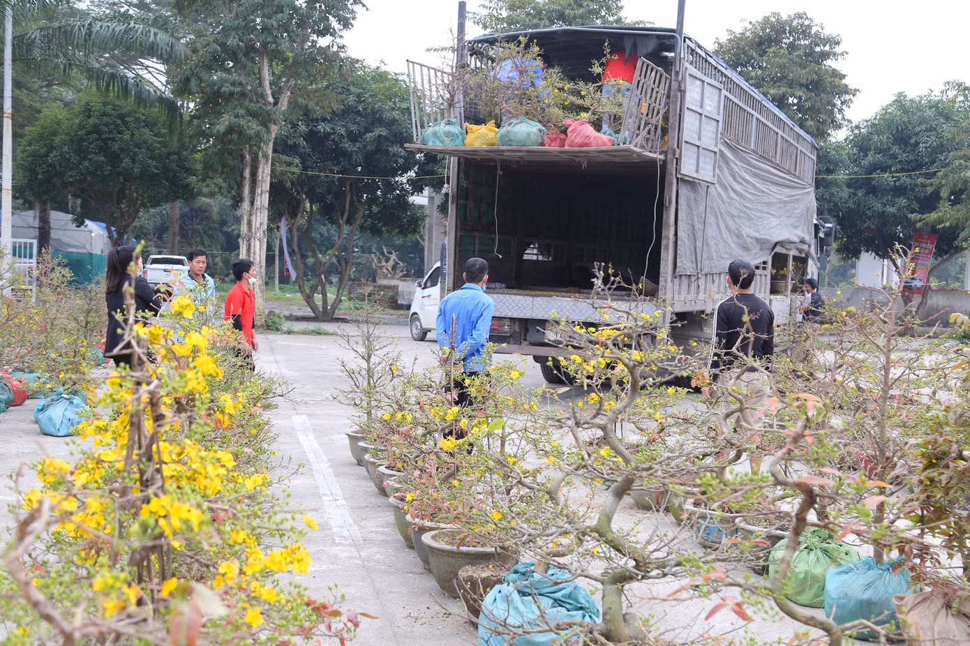 Hoa mai chủ yếu ở tỉnh Bình Định, được các tiểu thương nhập về thành Vinh nhiều từ ngày 18 tháng Chạp.