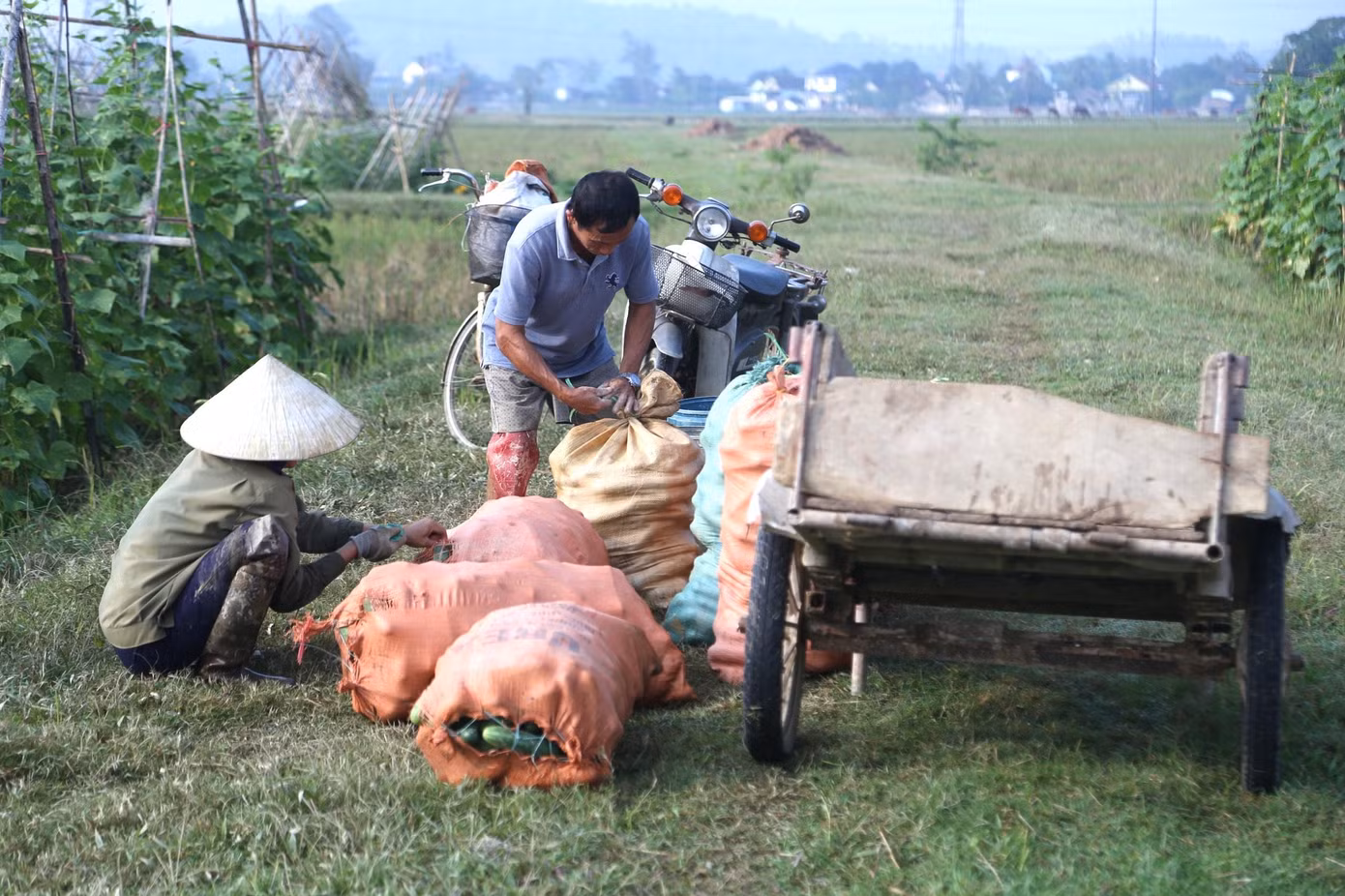 Theo người dân nơi đây, trồng dưa chuột không mất nhiều chi phí nhưng mang lại hiệu quả cao.