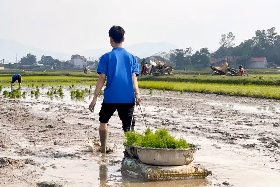 Vận chuyển từng thúng mạ non đến ruộng để cấy.
