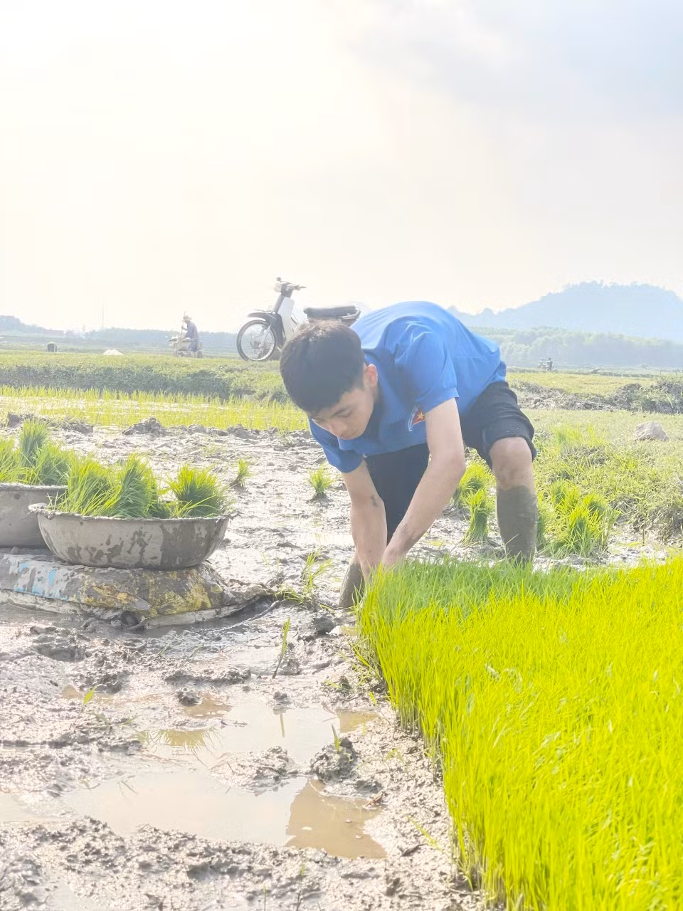 Đoàn viên thanh niên hỗ trợ từ việc nhổ mạ, rồi vận chuyển mạ đến ruộng và cấy lúa.