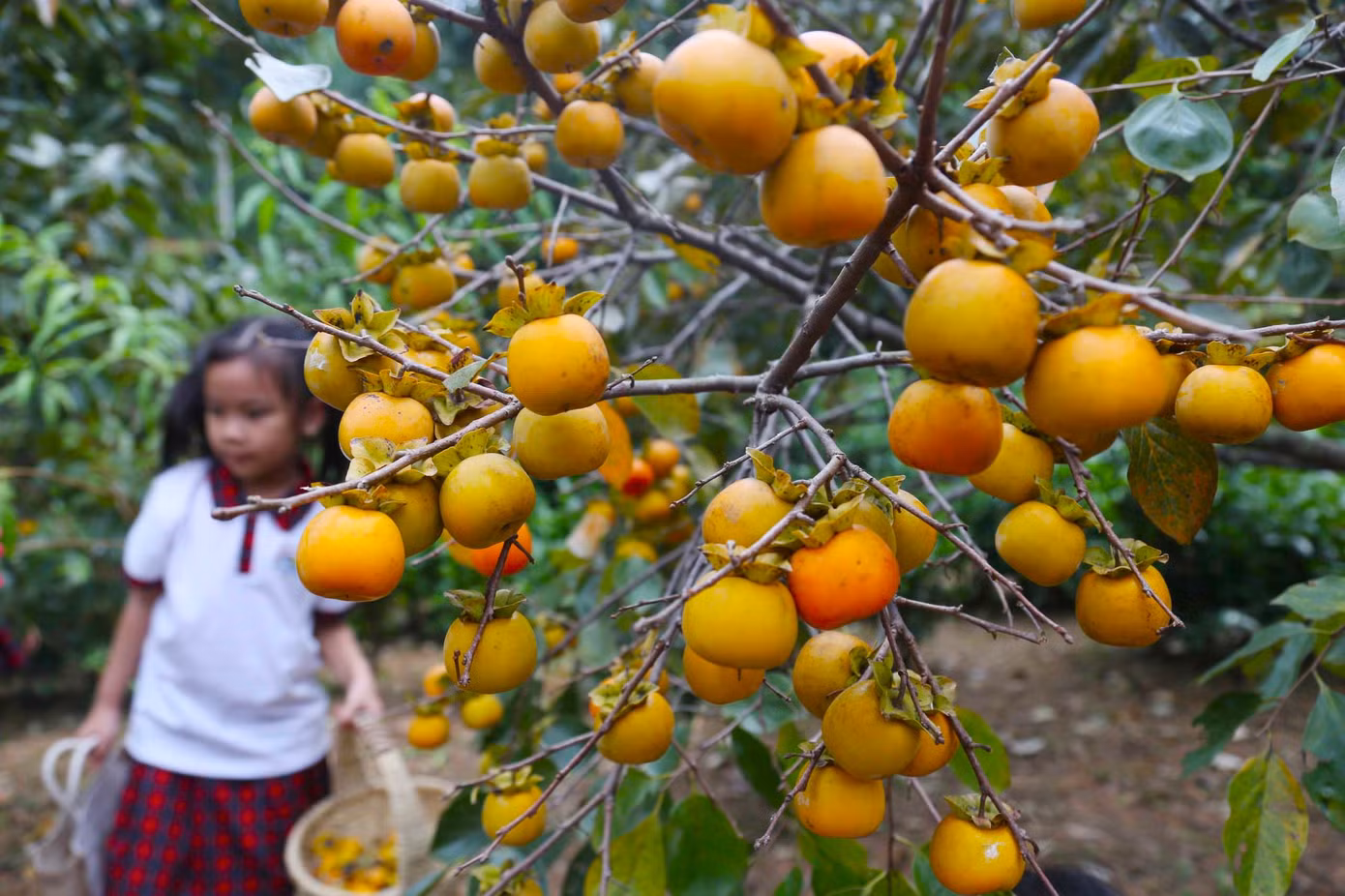 Không chỉ riêng gia đình ông Lý, tất cả hộ dân trồng hồng ở Nam Anh cũng rơi vào cảnh tương tự. Thậm chí có những gia đình, năng suất chỉ bằng 1/3 so với năm trước.