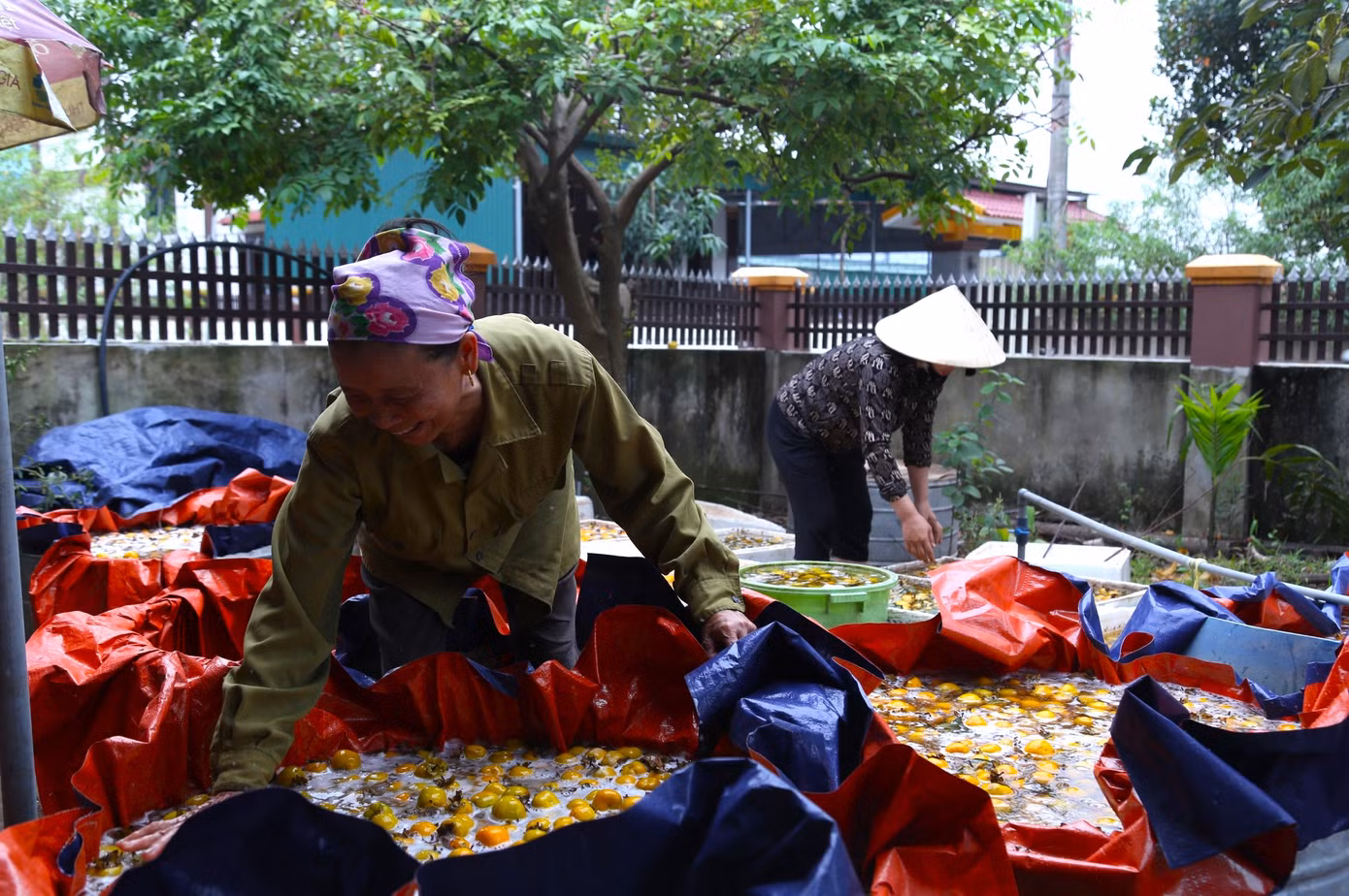 “Hồng ở Nam Anh có vỏ mỏng, nhiều cát và ngọt nên được nhiều khách hàng ưa chuộng. Hồng mất mùa không chỉ người trồng thất thu mà những người làm dịch vụ khác như thu hái, ngâm, phân loại, vận chuyển hồng… cũng bị ảnh hưởng theo”, chị Sâm cho hay.