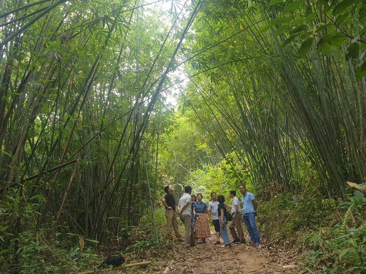 Rừng lùng tại xã Đồng Văn, xã Quế Phong, Nghệ An
