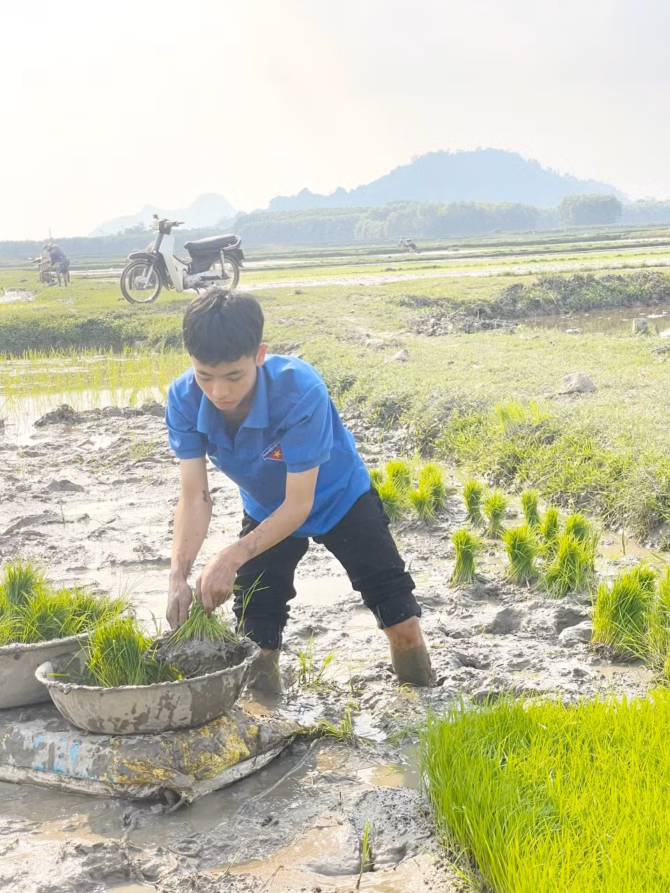 Đoàn viên thanh niên hỗ trợ từ việc nhổ mạ, rồi vận chuyển mạ đến ruộng và cấy lúa.