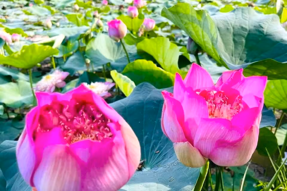 Hồ sen của Hòe đã được phủ kín, tươi mới sắc lá, sắc hoa với hơn 10 loại sen khác nhau