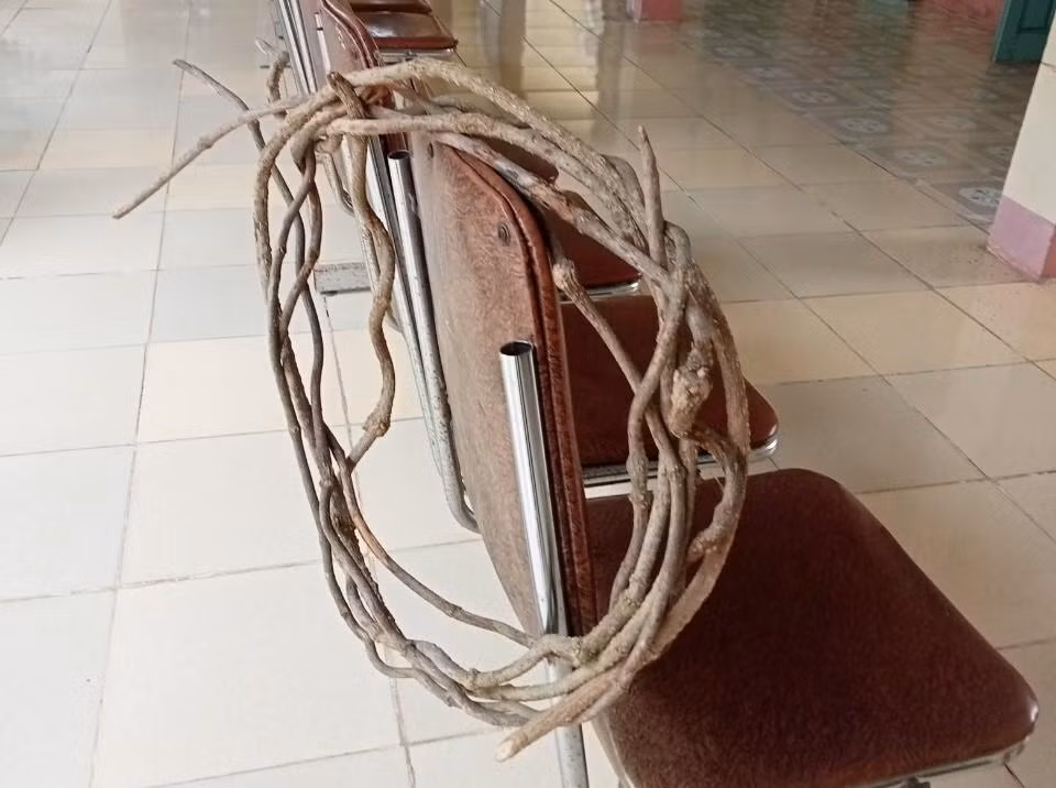 Thân cây lá ngón được nấu nước uống khiến nhóm người bị ngộ độc. Thân cây lá ngón được nấu nước uống khiến nhóm người bị ngộ độc.