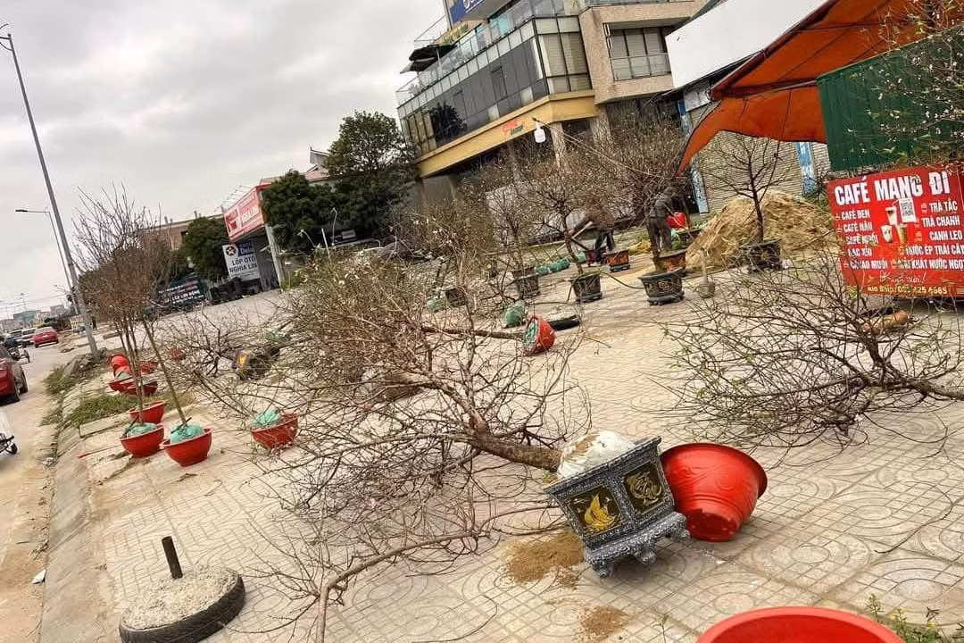 Đào ngã đổ dọc đường 72m, TP. Vinh.