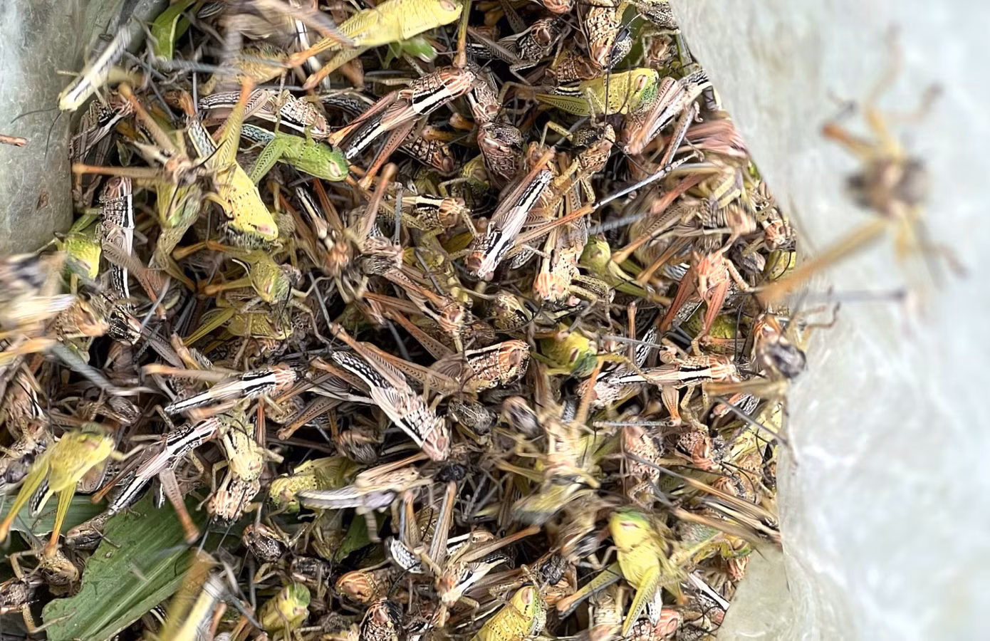 Việc diệt châu chấu hiện vẫn chưa đạt hiệu quả cao vì diện tích rừng mét quá lớn khi phun thuốc, bắt thủ công lại quá chậm.