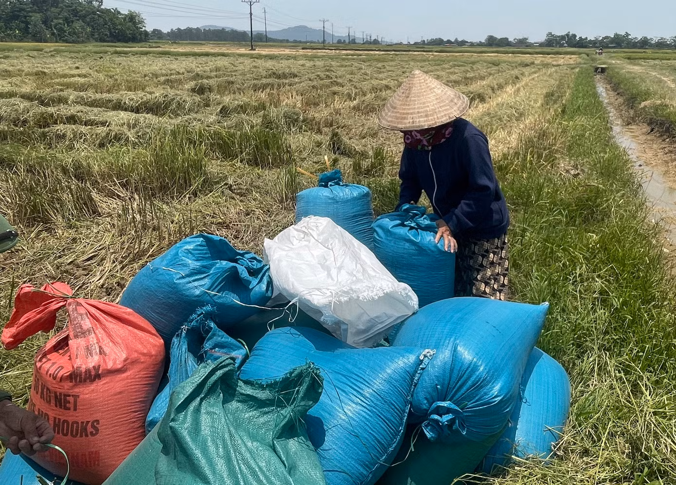 Thời tiết thuận lợi cùng với sự chăm bón của nông dân nên sản lượng lúa năm nay cao hơn năm trước. Ông Trần Huy Định (xã Kim Liên, huyện Nam Đàn) vui vẻ nói: “Năm nay, gia đình tôi gieo cấy 4 sào. Gia đình tôi thu về hơn 1,5 tấn lúa. Sau khi thu hoạch sẽ bắt đầu làm đất, ủ lúa cho vụ mùa tới.”