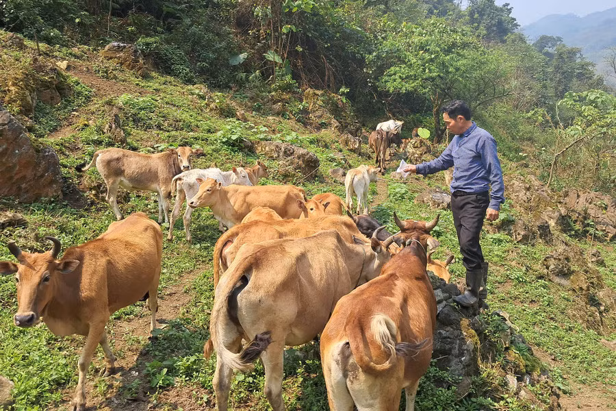 Chăn nuôi gia súc đã trở thành “điểm sáng” trong công cuộc xóa đói giảm nghèo ở huyện Kỳ Sơn, Nghệ An