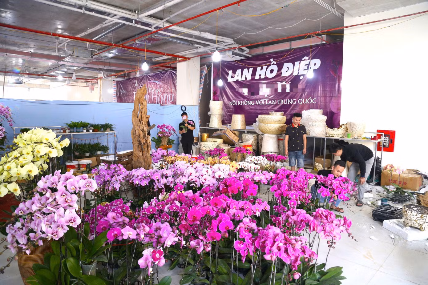 Chị Phạm Thị Thủy (chủ cơ sở kinh doanh hoa lan trên đường Lê Nin, thành phố Vinh, Nghệ An) cho biết năm nay chị nhập gần 20.000 cành lan hồ điệp Đà Lạt với giá từ 200.000 đồng đến 2,5 triệu đồng mỗi cành tùy loại. Để lên chậu, chị phải thuê 3 tốp thợ (15 người) từ các vùng miền. Thợ kết lan trên chất liệu bình gốm, sứ chị thuê từ TP Hồ Chí Minh ra, còn kết bình lan tròn sẽ thuê từ miền Bắc, riêng kết lan trên gỗ lũa thì thuê người dân tộc Tày ở Thanh Hóa.