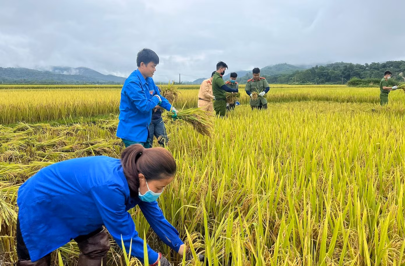Để góp phần giúp người dân khắc phục hậu quả sau mưa lũ, ngày 24/5, gần 20 đoàn viên thanh niên xã Mường Nọc, các cán bộ, chiến sĩ Công an huyện Quế Phong được huy động xuống đồng giúp dân thu hoạch lúa.