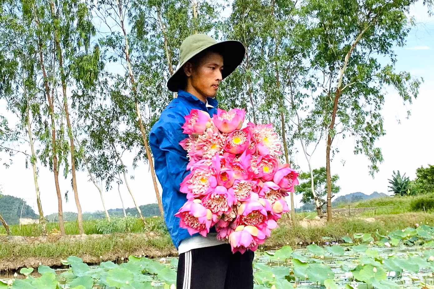 Mỗi ngày Hòe xuất bán 200 đến 300 bông sen.