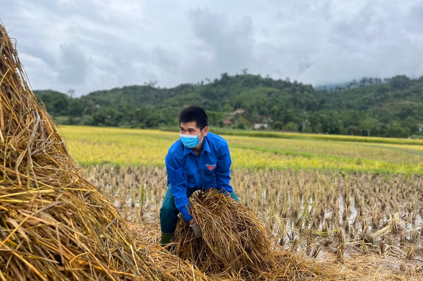 Đoàn viên thanh niên gom rơm dự trữ thức ăn cho gia súc.