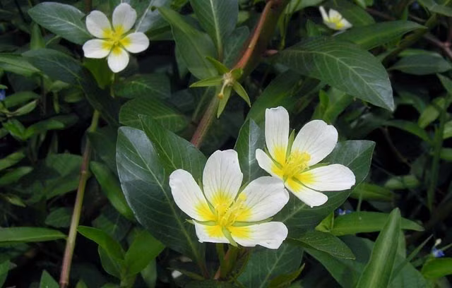 Rau dừa nước.