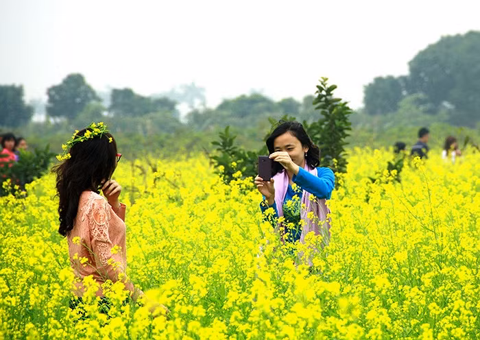 Các bạn trẻ thoải mái khoe dáng bên những vạt cải vàng