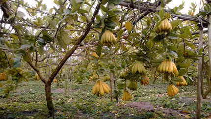 Vườn quả “tâm linh” nhà anh Nguyễn Đức. Ảnh: Q.T