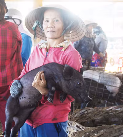 Chợ bế heo 'độc nhất' xứ Quảng ảnh 1
