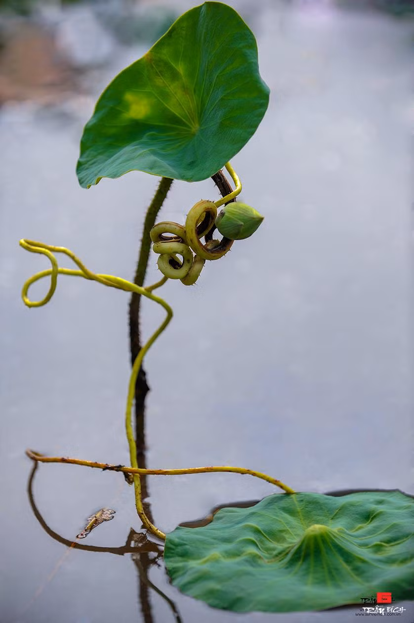 Người 'săn' những đóa sen kỳ lạ ảnh 1