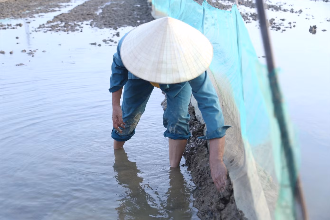 Bà Nguyệt lấy đất lấp kín chân lưới, đảm bảo lưới không bị nổi, hở khi nước dâng, rươi không thể ra ngoài.