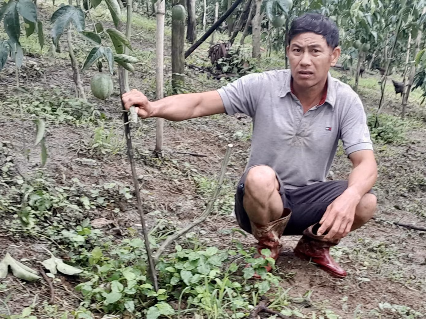 Ông Vũ Đình Dũng bên cây chanh dây bị chặt ngang thân