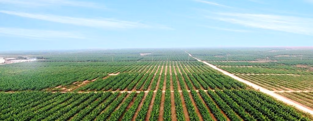 Chăn nuôi heo và tiếp tục trồng cây ăn trái là trọng tâm phát triển của HAGL trong thời gian tới.