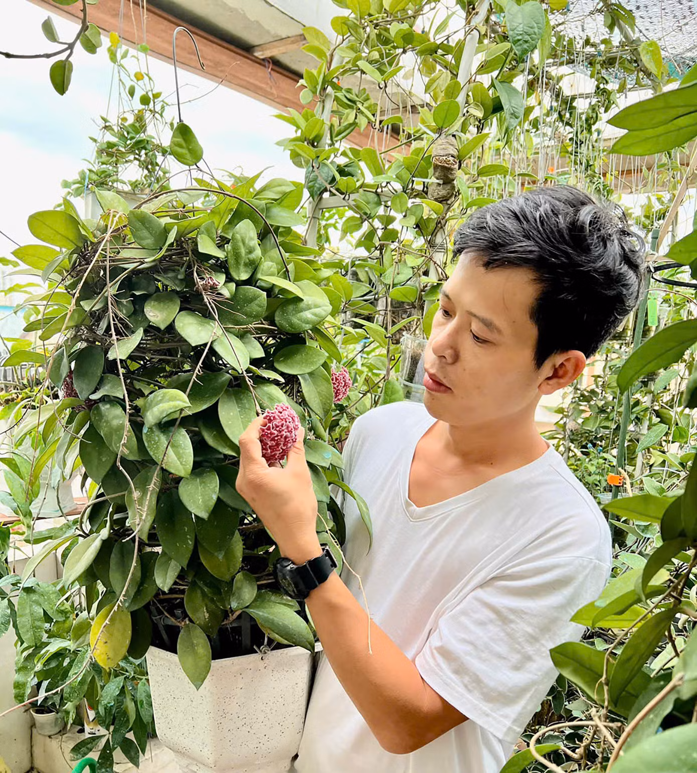 Đỗ Văn Phúc bên vườn hoa cẩm cù.