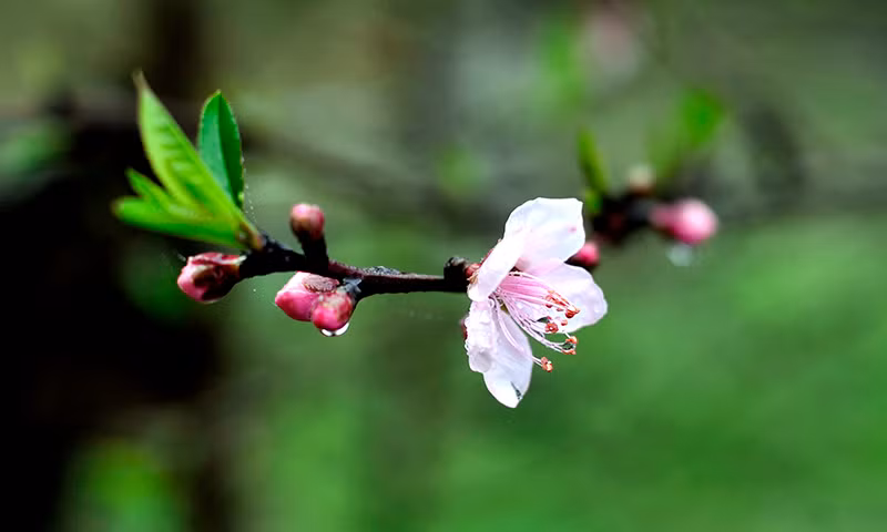 Lung linh sắc hoa đào biên giới ảnh 3